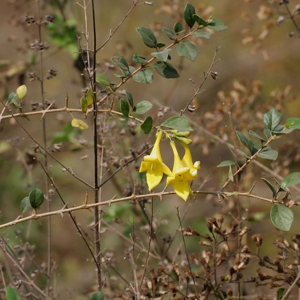 GMELINA ASIATICA - Image 2