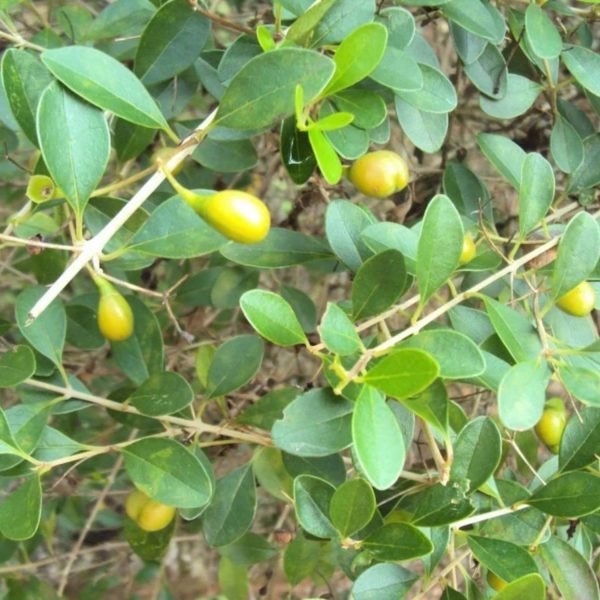 GMELINA ASIATICA - Image 4