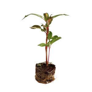 GRAPTOPHYLLOM PICTUM