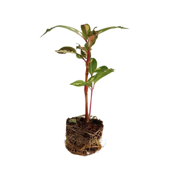GRAPTOPHYLLOM PICTUM - Image 2