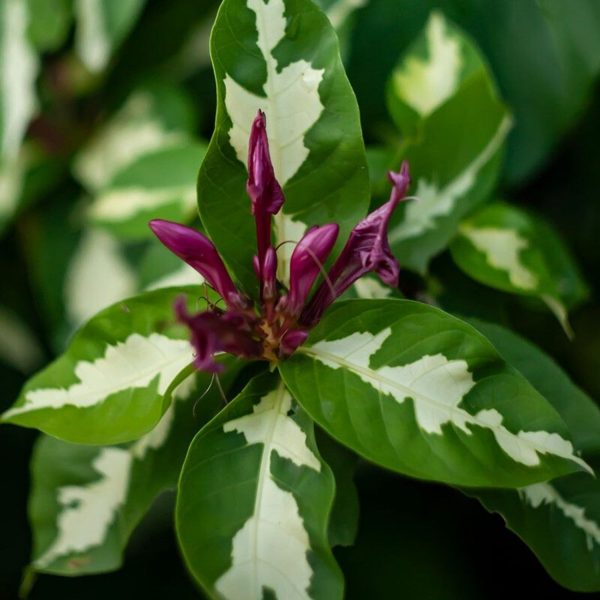 GRAPTOPHYLLOM PICTUM - Image 5