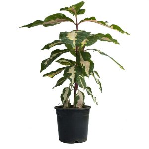 GRAPTOPHYLLOM PICTUM