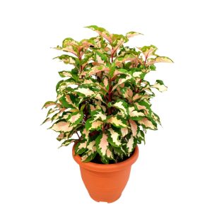 GRAPTOPHYLLOM PICTUM TRICOLOR