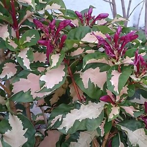 GRAPTOPHYLLOM PICTUM TRICOLOR