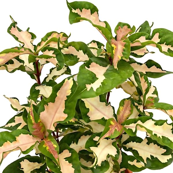GRAPTOPHYLLOM PICTUM TRICOLOR - Image 3