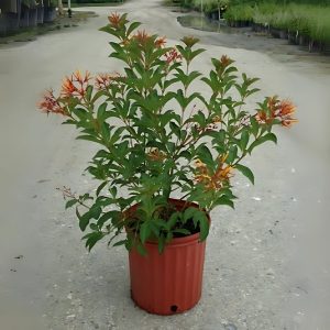 HAMELIA PATENS