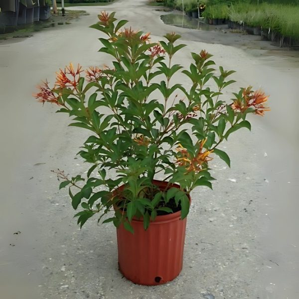 HAMELIA PATENS