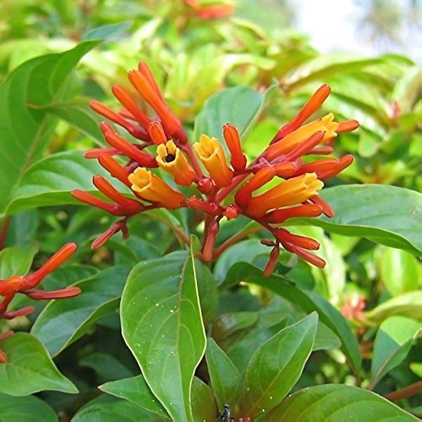 HAMELIA PATENS - Image 3