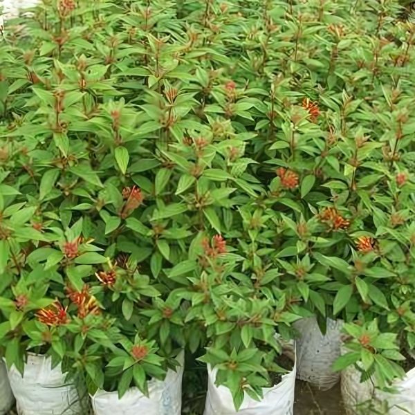 HAMELIA PATENS - Image 5