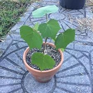 HIBISCUS MUTABILIS
