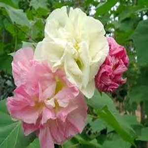 HIBISCUS MUTABILIS