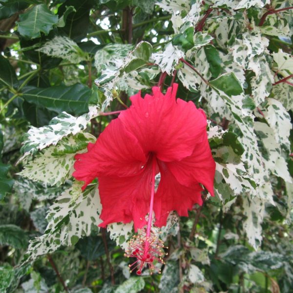 HIBISCUS ROSA-SINENSIS COOPERI - Image 6