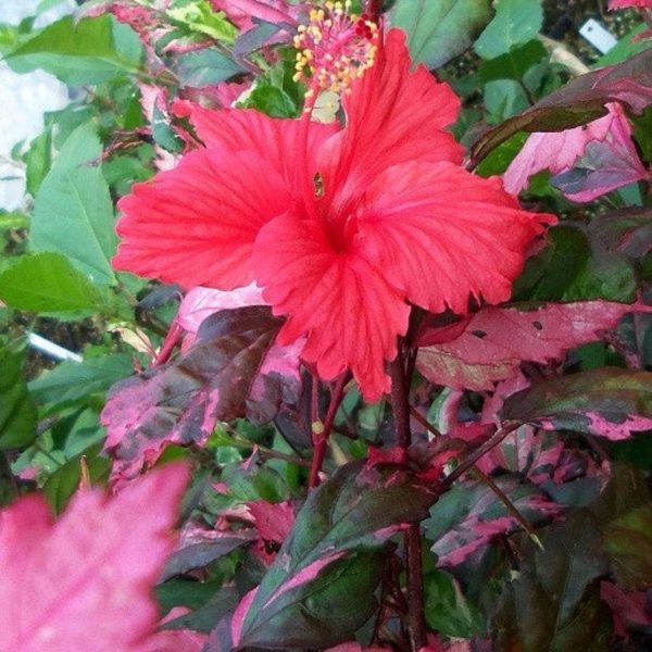 HIBISCUS ROSA-SINENSIS COOPERI - Image 5