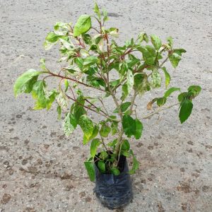 HIBISCUS ROSA-SINENSIS COOPERI