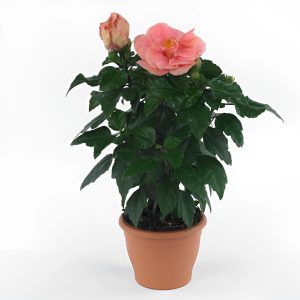 HIBISCUS ROSA-SINENSIS DEEP ROSE SOUNDARAYA