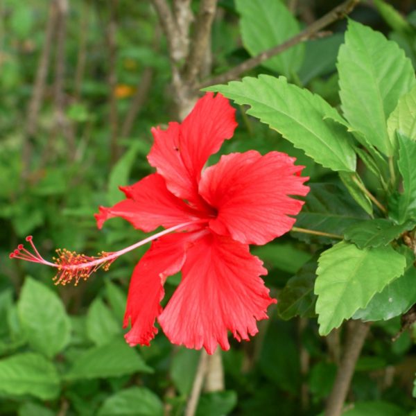 HIBISCUS ROSA-SINENSIS DEEP ROSE SOUNDARAYA - Image 5