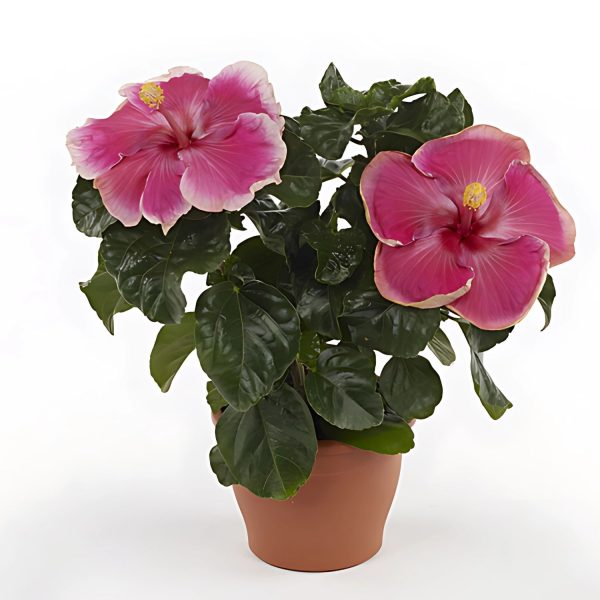 HIBISCUS ROSA-SINENSIS DEEP ROSE SOUNDARAYA - Image 3