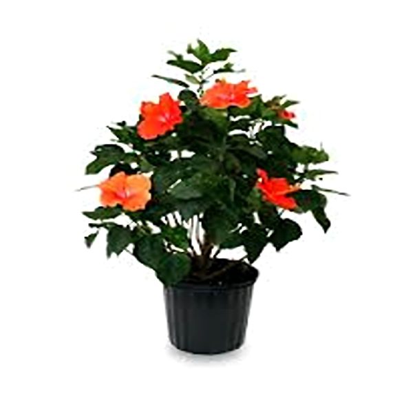 HIBISCUS ROSA-SINENSIS ORANGE GLORY - Image 4