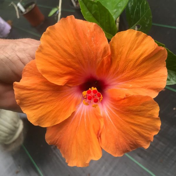 HIBISCUS ROSA-SINENSIS ORANGE GLORY - Image 3