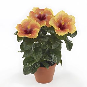 HIBISCUS ROSA-SINENSIS ORANGE GLORY