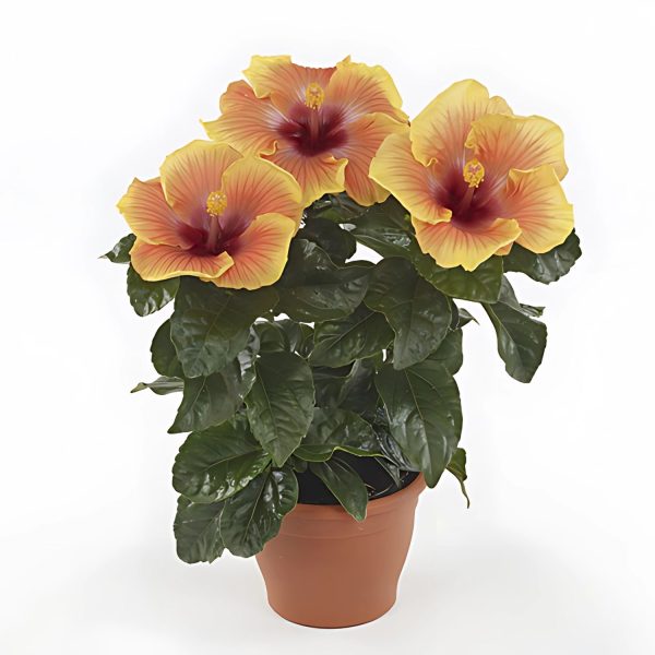 HIBISCUS ROSA-SINENSIS ORANGE GLORY