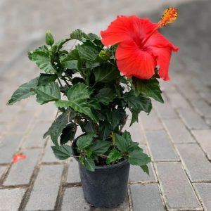 HIBISCUS ROSA-SINENSIS RED SATIN