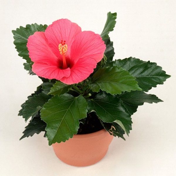 HIBISCUS ROSA-SINENSIS JUNO
