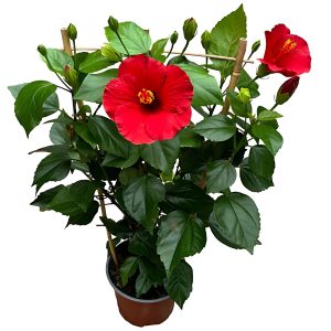 HIBISCUS ROSA-SINENSIS AUSTRALIAN ROSE