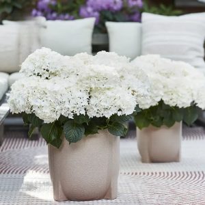 HYDRANGEA MACROPHYLLA WHITE WAVE