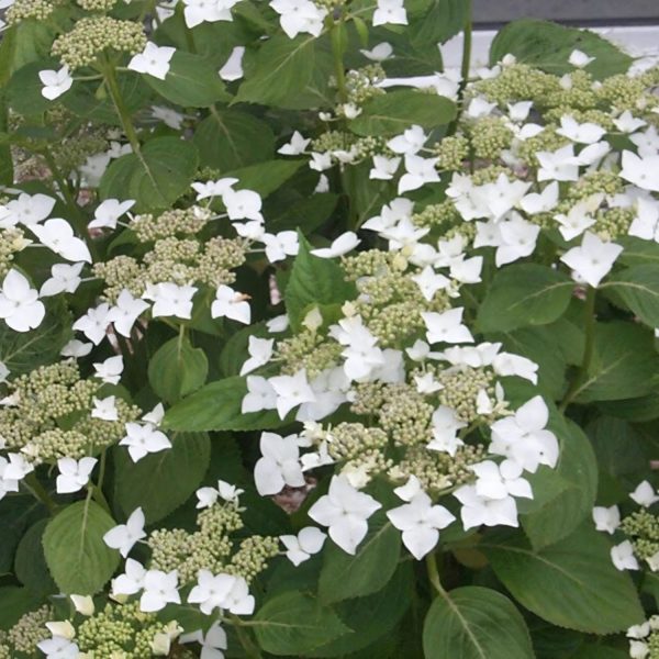 HYDRANGEA MACROPHYLLA WHITE WAVE - Image 3