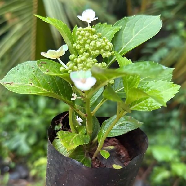 HYDRANGEA MACROPHYLLA WHITE WAVE - Image 4
