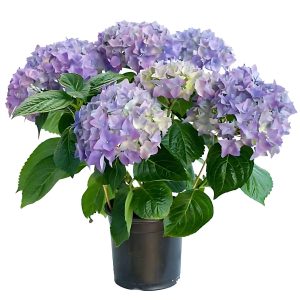HYDRANGEA MACROPHYLLA ALTONA
