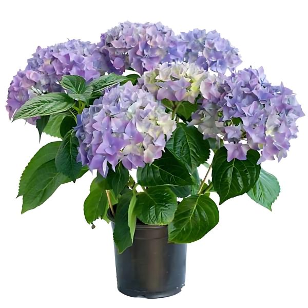 HYDRANGEA MACROPHYLLA ALTONA