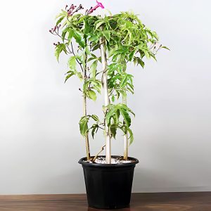 IPOMEA BILOBA