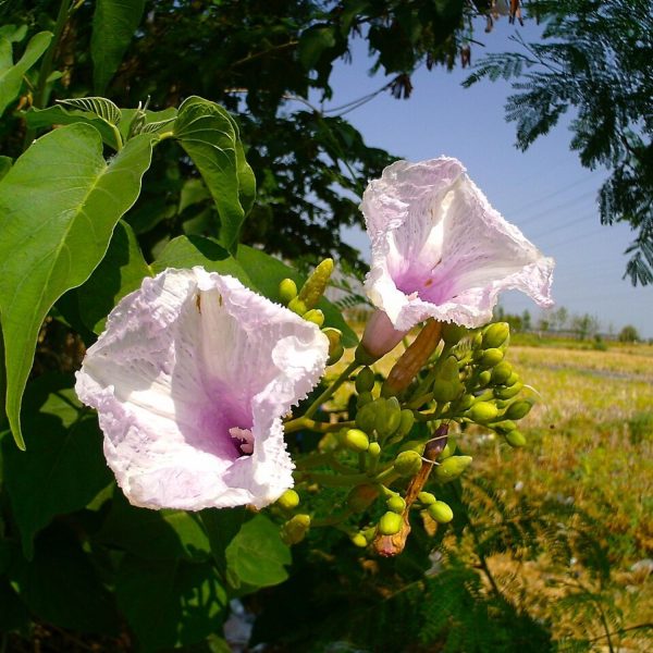 IPOMEA CARNEA - Image 6