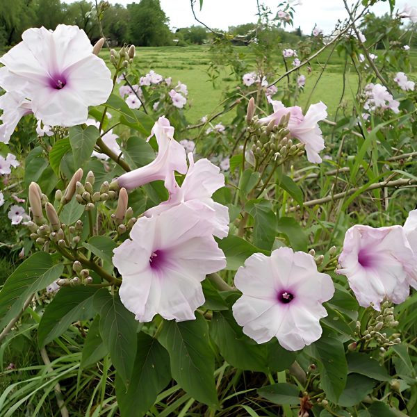 IPOMEA CARNEA - Image 7