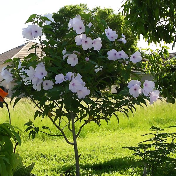 IPOMEA CARNEA