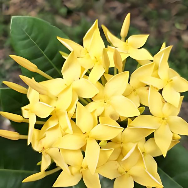 IXORA CHINENSIS NANA LUTEA - Image 7