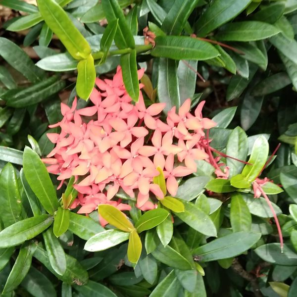 IXORA CHINENSIS NANA LUTEA - Image 6