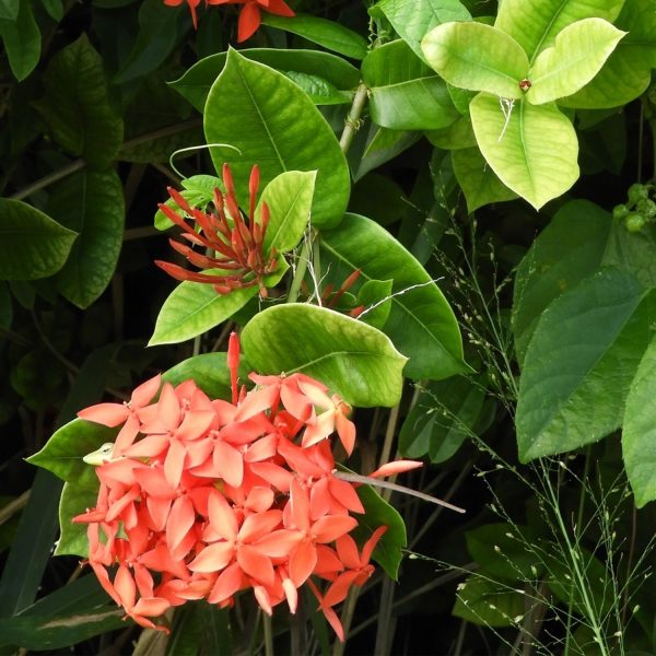 IXORA CHINENSIS NANA LUTEA - Image 5