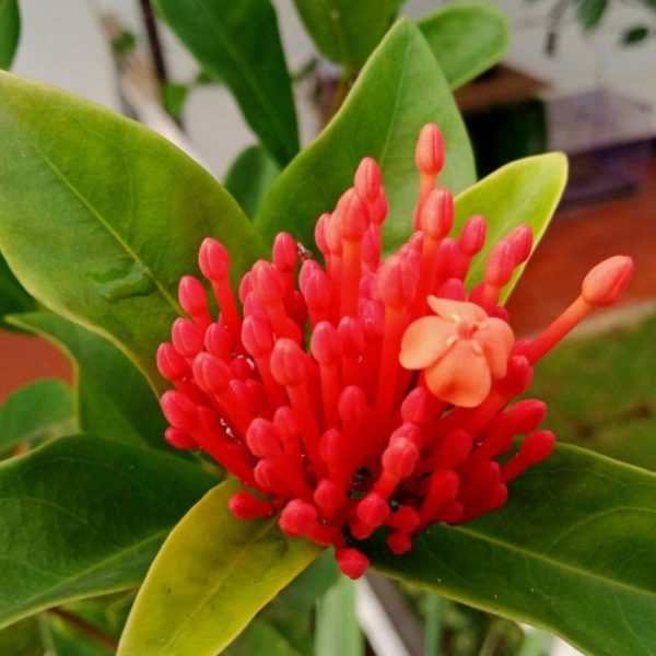 IXORA CHINENSIS NANA LUTEA - Image 3