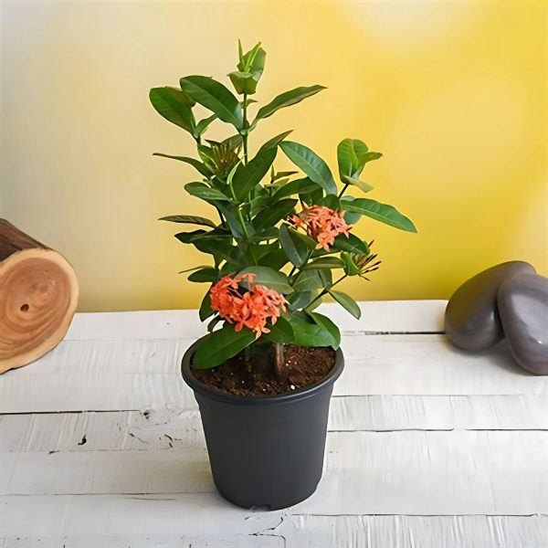 IXORA CHINENSIS NANA LUTEA
