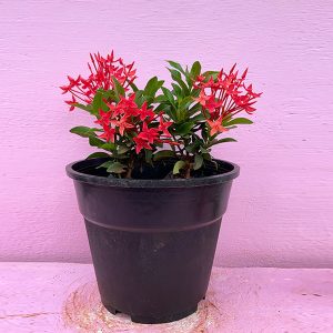 IXORA CHINENSIS ROSEA