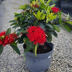 IXORA CHINENSIS ROSEA