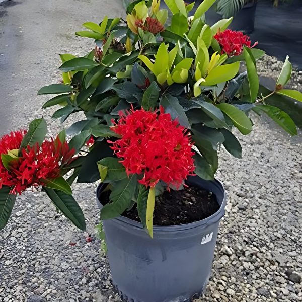 IXORA CHINENSIS ROSEA - Image 2