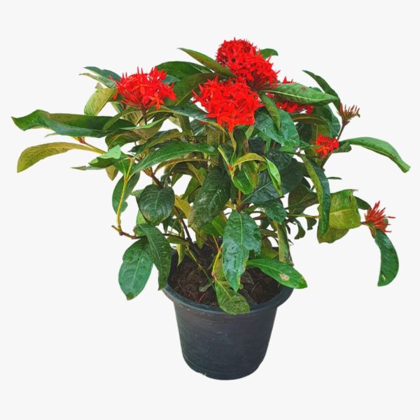 IXORA CHINENSIS ROSEA - Image 3
