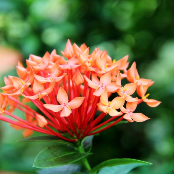 IXORA CHINENSIS - Image 7