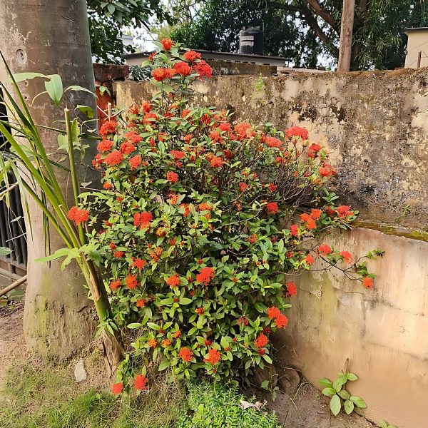 IXORA CHINENSIS - Image 6