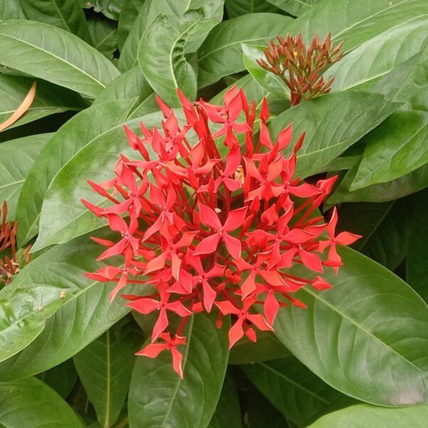 IXORA CHINENSIS - Image 5