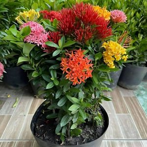 IXORA CHINENSIS